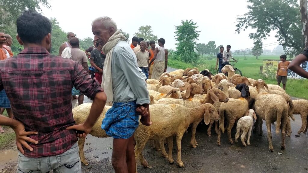 1661839216 571 रफ्तार की भेंट चढ़ा भेड़ पालक 35 भेड़ के साथ जहानाबाद से बड़ी खबर आ रही है। जहां 35 भेड़िया सहित भेड़ पालक की सड़क हादसे में जान चली गई । घटना परसबिगहा थाना क्षेत्र के एनएच 110 अरवल· जहानाबाद मुख्य मार्ग पर केंदुई गांव के समीप की है।ग्रामीणों के अनुसार यह घटना अहले सुबह की है।