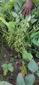 1663856849 125 Soybean याला म्हणतात कष्टाचं चीज सोयाबीन रोपाला तब्बल 