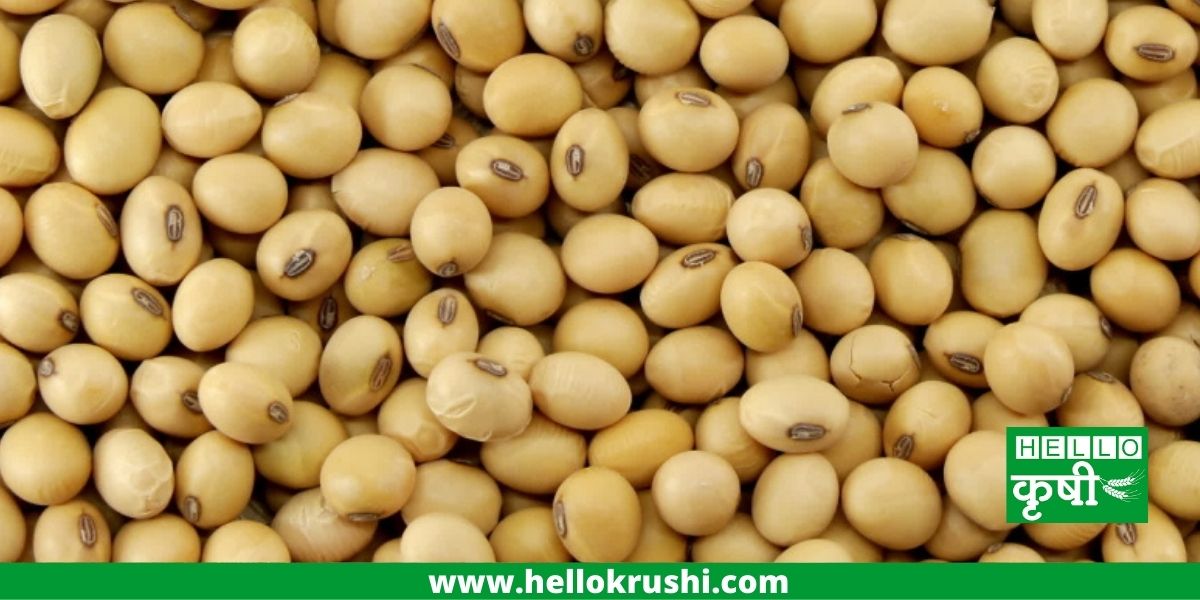 Soybean