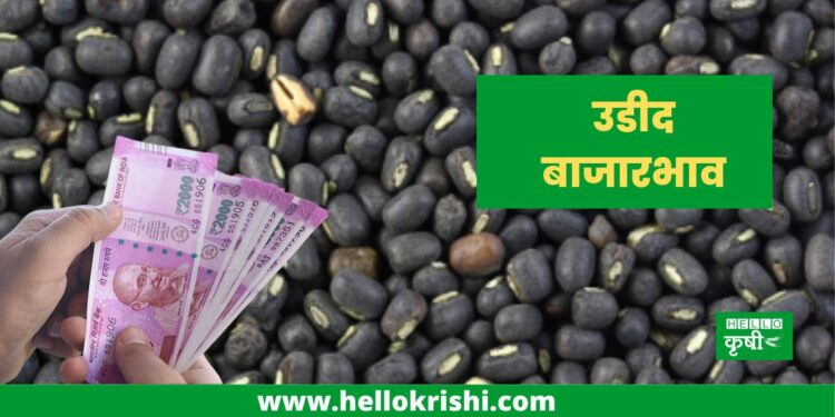 urad Market Price