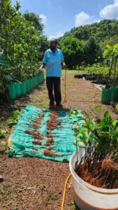 1666254470 62 Jackfruit Plants Went To Mauritius From India हॅलो कृषी ऑनलाईन : शेतकरी मित्रांनो फणस (Jackfruit Cultivation) म्हंटल की आपल्या नजरेसमोर आपसूकच कोकण आल्याशिवाय राहत नाही. मात्र कोकणातला फणस आता सातासमुद्रापार पोहचलाय. पहिल्यांदाच भारतातून फणसाची झाडं परदेशात पाठवण्यात आली आहेत. विशेष म्हणजे महाराष्ट्रातल्या लांजा या गावामधून ३०० फणसाची झाडं मॉरिशसला पाठवण्यात आली आहेत. ही किमया घडवून आणली आहे फणसकिंग म्हणून प्रसिद्ध असलेल्या हरिश्चंद्र देसाई व त्यांचे सुपुत्र जॅकफ्रुट अँथ्रॅपनार मिथिलेश देसाई ह्यांनी… त्यांच्या फार्मर प्रोड्युसर कंपनी च्या माध्यमातून देशातून पहिल्यांदाच परदेशात म्हणजेच मॉरिशस देशात फणसाची झाडे पाठवली आहेत.