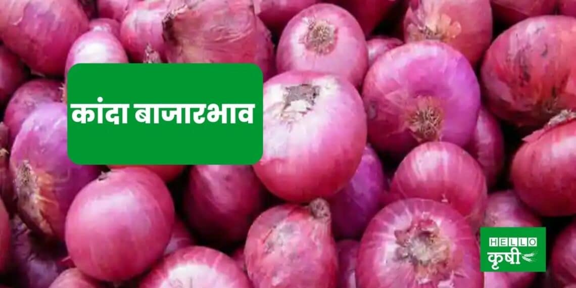 Onion Market Price