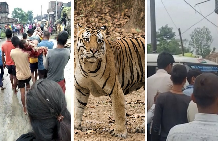 tiger attaked