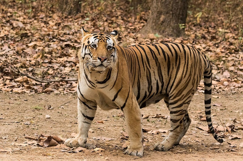 बाघ ने फिर किया एक युवक का शिकार बगहा । बगहा में आतंक का पर्याय आदमखोर बाघ शनिवार को मार दिया गया. वन विभाग की टीम ने बाघ को मार गिराया। दरअसल, वाल्मिकी टाइगर रिजर्व में शनिवार को भी आदमखोर बाघ ने दो लोगो को अपना शिकार बनाया था।