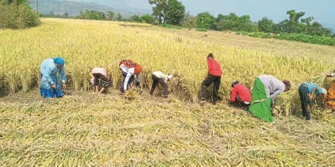 Paddy Harvesting