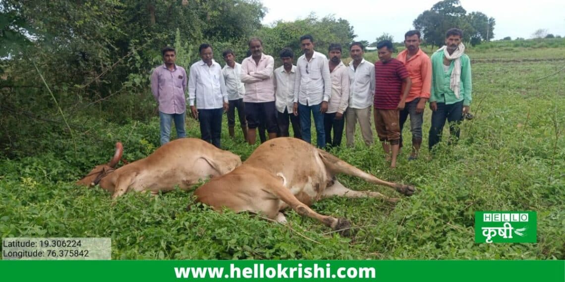 Death of a pair of bullocks